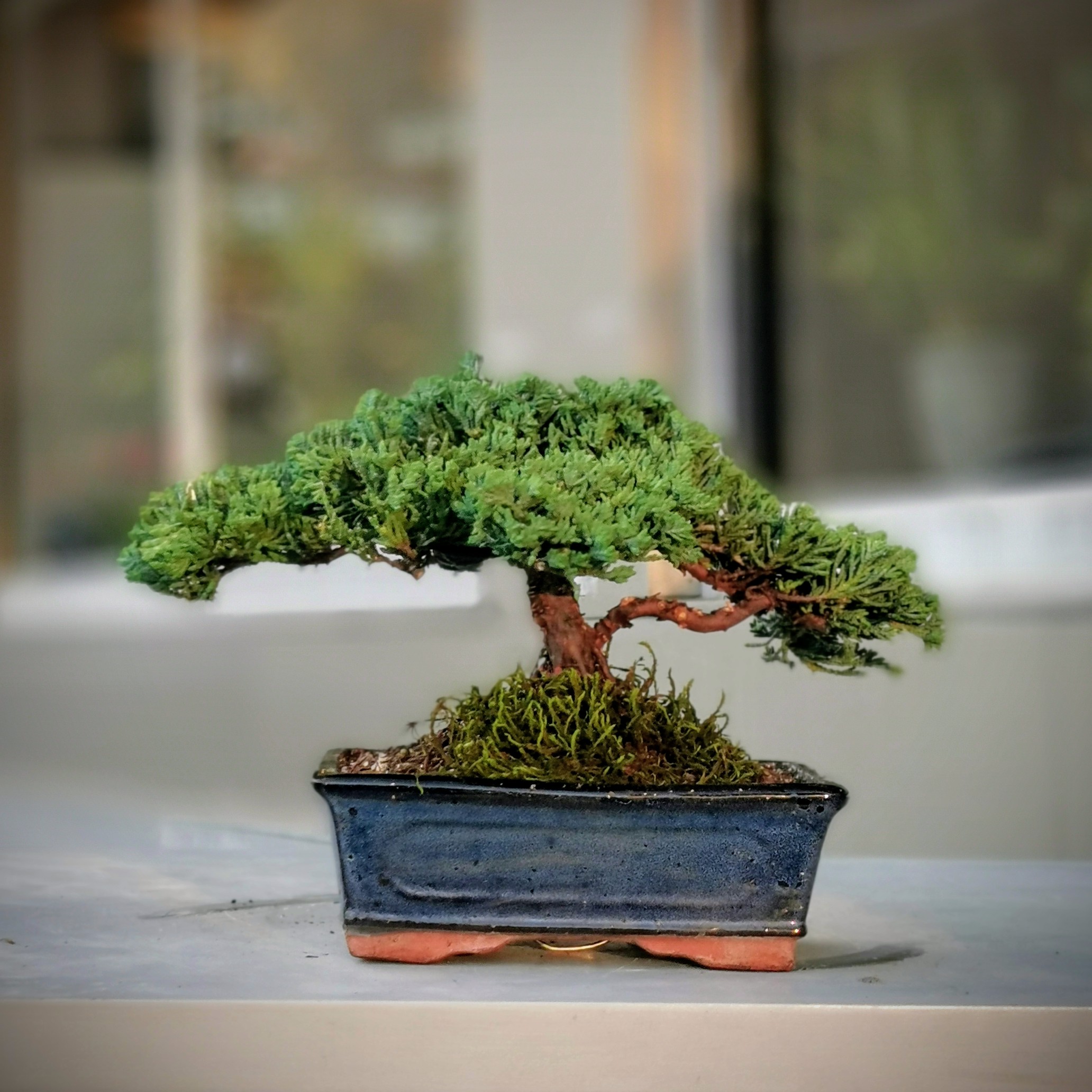 Juniperus Nana Bonsai - Yeşil Ardıç Bonsai Ağacı - 25 cm