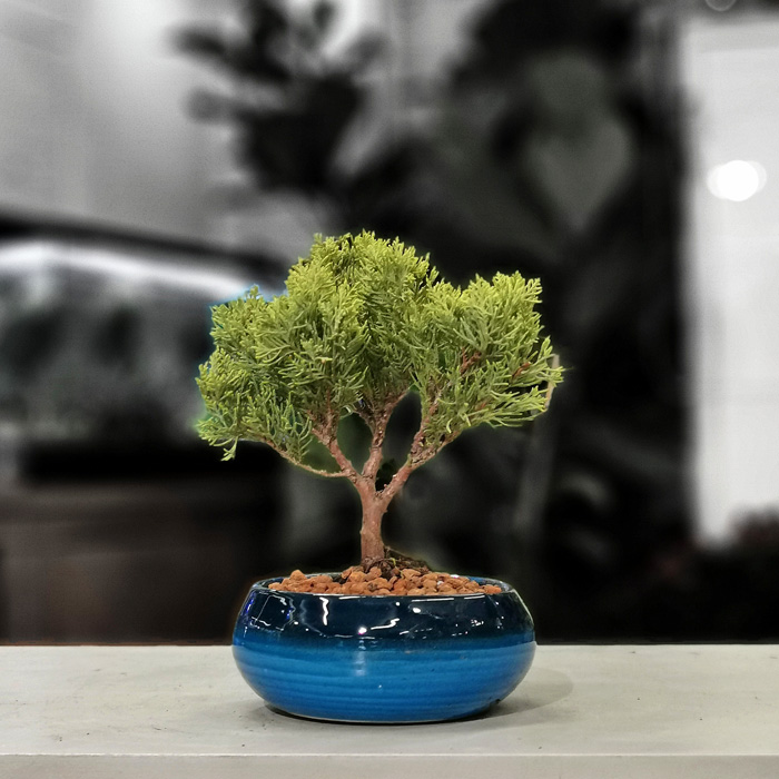 Küçük Juniperus Bonsai - Yeşil Ardıç Bonsaisi 27 cm