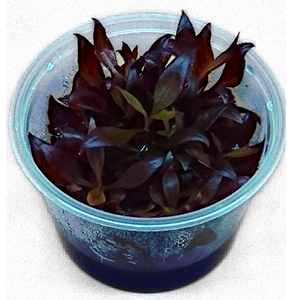 Alternanthera Reineckii In-Vitro cup Akvaryum bitkisi