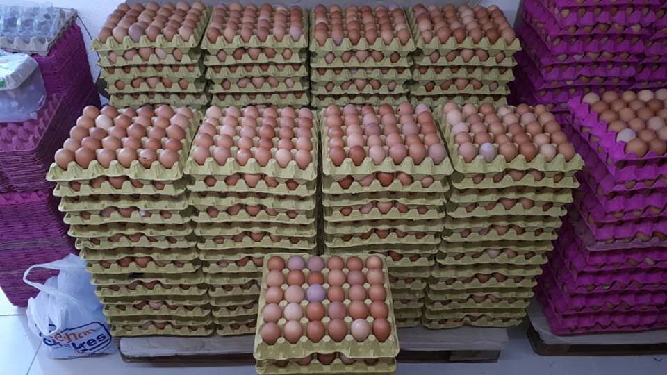 karton yumurta viyolu 30 lu 250 adet viyol kolisi kabi kartonu fiyatlari ve ozellikleri