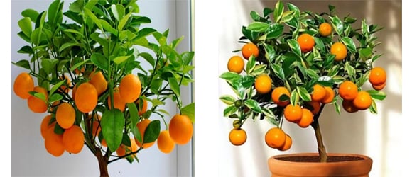 Portakal Fidanı