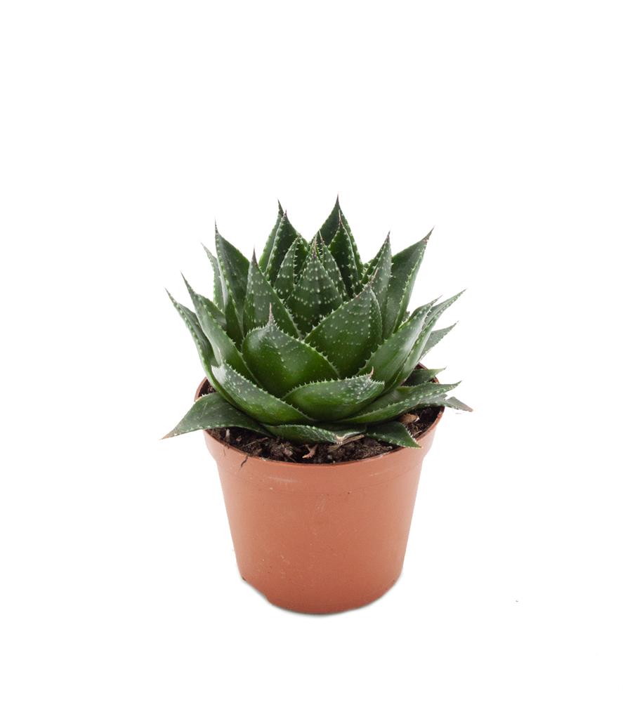 Aloe Cosmo 8,5cm Ø