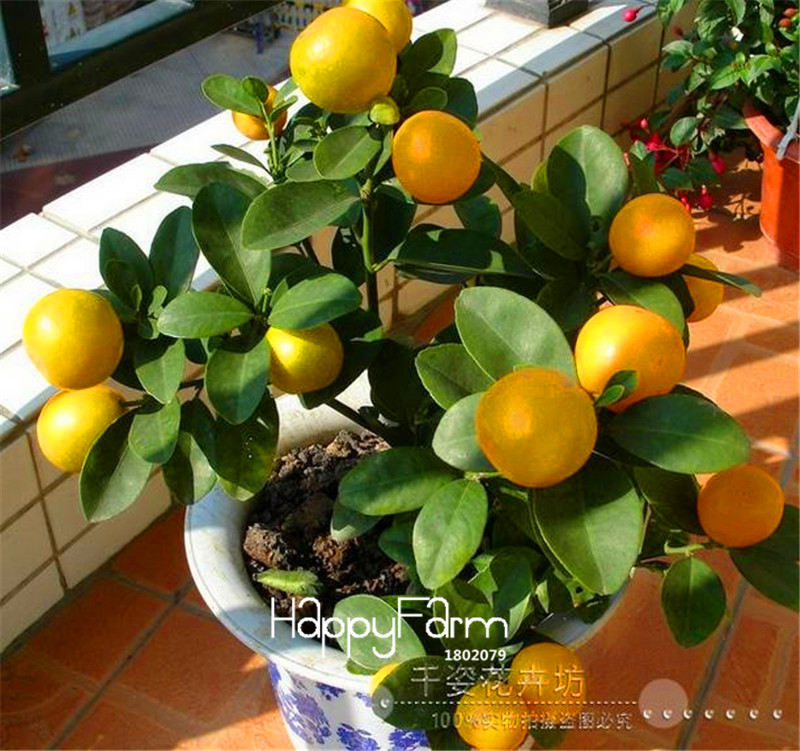 ✅20 Adet Bodur Limon Ağacı tohumu Balkon Teras Bahçe Dikim bonsai