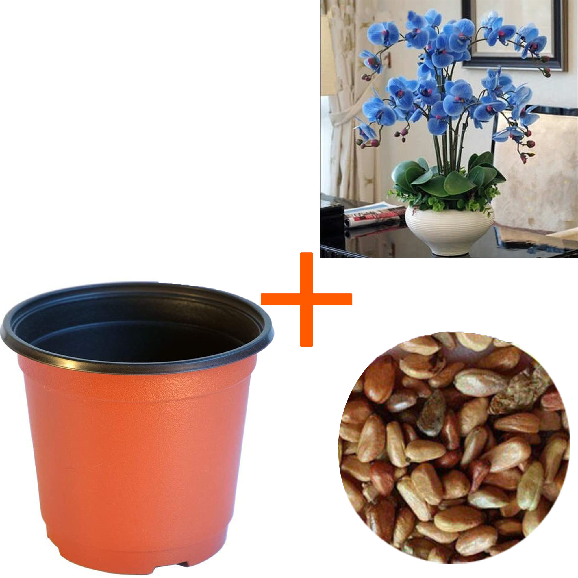 Mavi Orkide Tohumu + Saksı + Çiçek Torfu