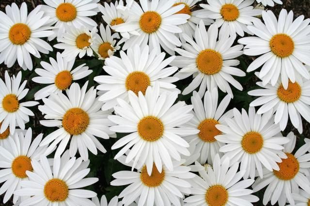 Fidanistanbul Papatya Beyaz Renk Çiçek Tohumu +100 Adet