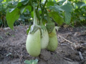 Yerli Beyaz Patlıcan TOHUMU (15 Adet)
